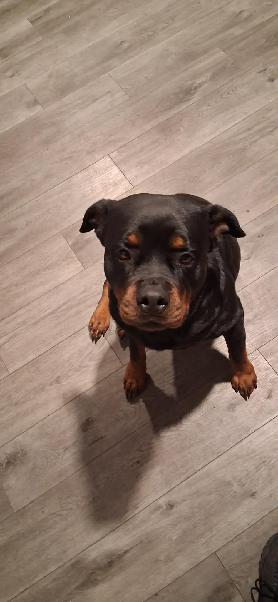 Rottweiler from HouseOfCerber.us: 658778783 1625994845213366 3557421941013667758 n