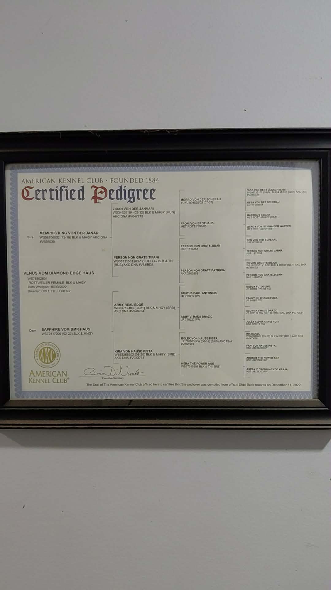 Rottweiler from HouseOfCerber.us: 658901858 2425736434515122 3770665125864489958 n