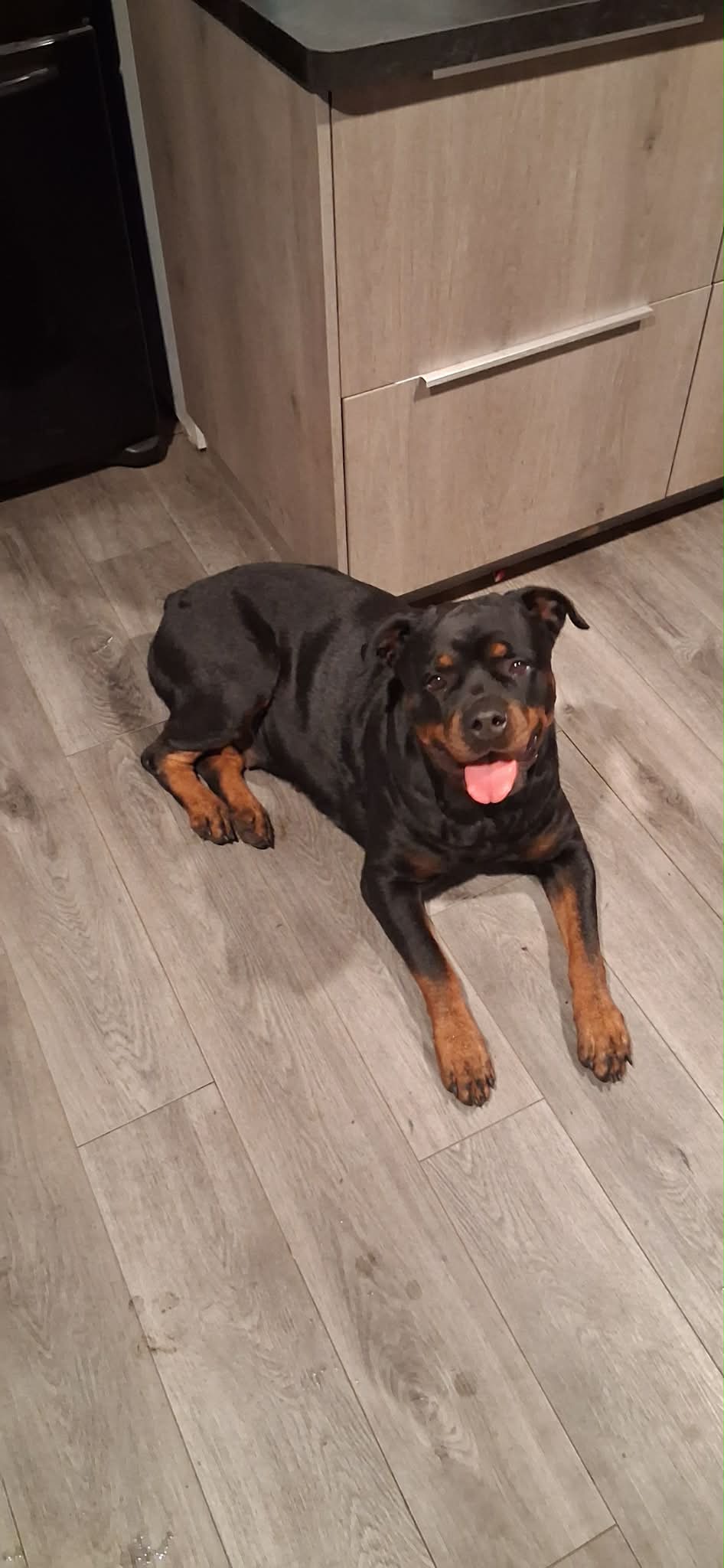 Rottweiler from HouseOfCerber.us: 661004226 1741462687228727 1689742070593889298 n