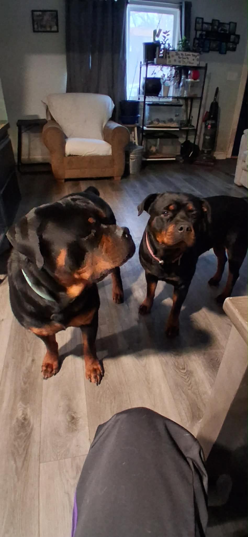 Rottweiler from HouseOfCerber.us: 661994468 1531356561889766 7060456073428542500 n