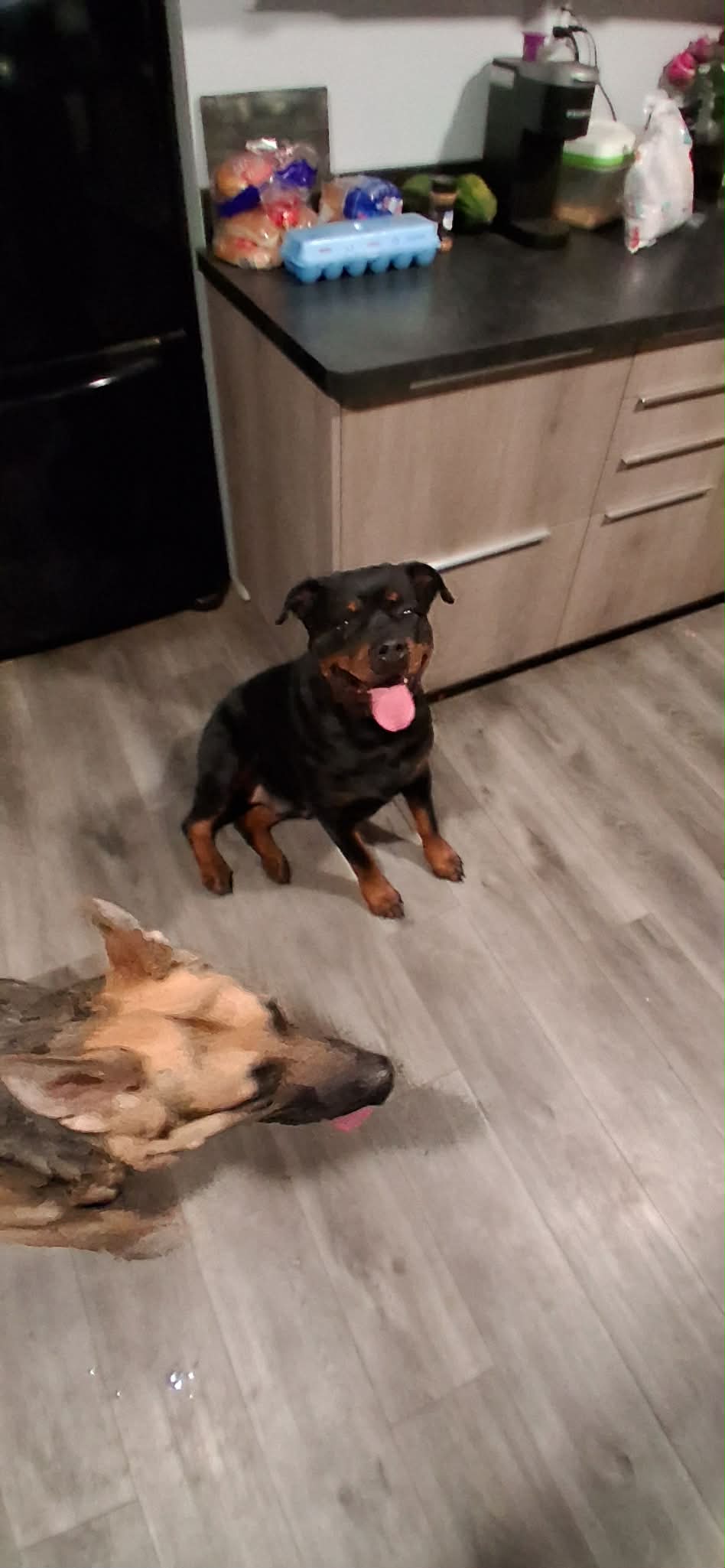 Rottweiler from HouseOfCerber.us: 662819705 1234939762145422 5797073185250485810 n