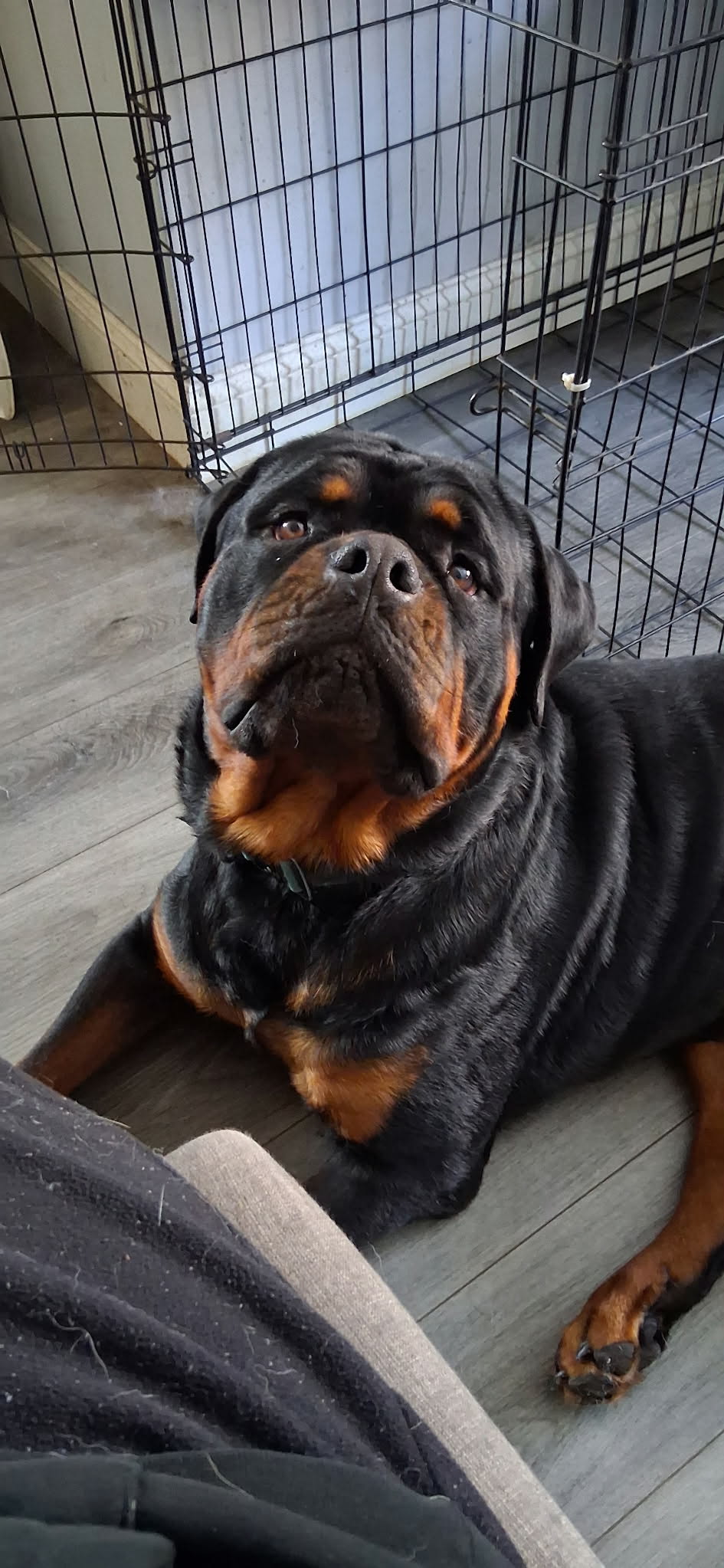 Rottweiler from HouseOfCerber.us: 663801312 26391155960511489 8870814439212542599 n